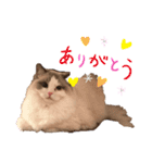 ラグドール♡日常編（個別スタンプ：18）