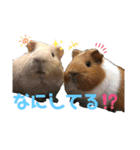 日常会話にモルモットで可愛さを（個別スタンプ：9）