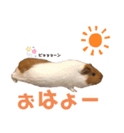 日常会話にモルモットで可愛さを（個別スタンプ：12）