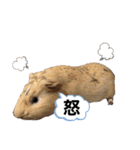 日常会話にモルモットで可愛さを（個別スタンプ：14）