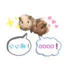 日常会話にモルモットで可愛さを（個別スタンプ：16）