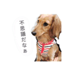 COCOLOO（個別スタンプ：3）