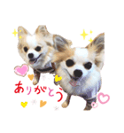 2wins チワワ1（個別スタンプ：3）