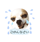2wins チワワ1（個別スタンプ：6）