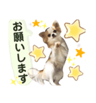 2wins チワワ1（個別スタンプ：8）