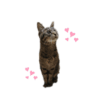 Animal brothers 1（個別スタンプ：3）
