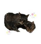 Animal brothers 1（個別スタンプ：6）