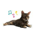 Animal brothers 1（個別スタンプ：9）