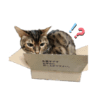 Animal brothers 1（個別スタンプ：10）