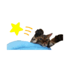 Animal brothers 1（個別スタンプ：15）