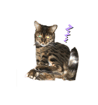 Animal brothers 1（個別スタンプ：20）