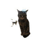Animal brothers 1（個別スタンプ：21）