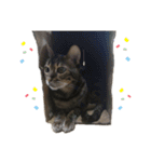 Animal brothers 1（個別スタンプ：23）