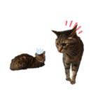 Animal brothers 1（個別スタンプ：27）