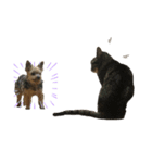 Animal brothers 1（個別スタンプ：31）