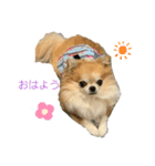 チワワのソラ2（個別スタンプ：1）