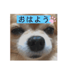あぶりさーもんですね（個別スタンプ：1）