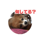 あぶりさーもんですね（個別スタンプ：5）