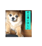 あぶりさーもんですね（個別スタンプ：7）