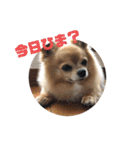 あぶりさーもんですね（個別スタンプ：10）