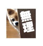あぶりさーもんですね（個別スタンプ：11）