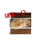 あぶりさーもんですね（個別スタンプ：12）