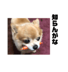 あぶりさーもんですね（個別スタンプ：13）