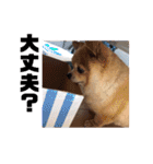 あぶりさーもんですね（個別スタンプ：14）