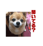 あぶりさーもんですね（個別スタンプ：15）