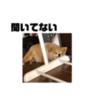 あぶりさーもんですね（個別スタンプ：16）