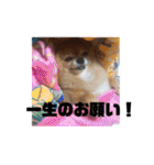 あぶりさーもんですね（個別スタンプ：17）