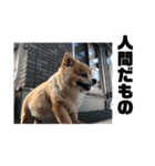 あぶりさーもんですね（個別スタンプ：19）