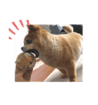 あぶりさーもんですね（個別スタンプ：21）