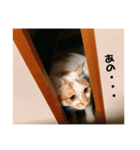 んまとしろたんの日常（個別スタンプ：8）