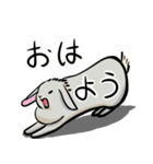 ホーランドロップのアメリ（個別スタンプ：1）