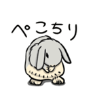 ホーランドロップのアメリ（個別スタンプ：3）