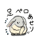 ホーランドロップのアメリ（個別スタンプ：8）