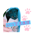 わんこおはなのスタンプ2（個別スタンプ：3）