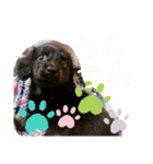 わんこおはなのスタンプ2（個別スタンプ：6）