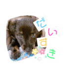 わんこおはなのスタンプ2（個別スタンプ：7）