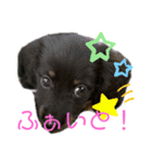 わんこおはなのスタンプ2（個別スタンプ：11）