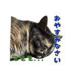 猫野家すたんぷ【日常編】（個別スタンプ：2）