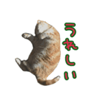 猫野家すたんぷ【日常編】（個別スタンプ：3）