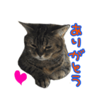 猫野家すたんぷ【日常編】（個別スタンプ：4）