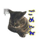 猫野家すたんぷ【日常編】（個別スタンプ：5）