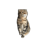 猫野家すたんぷ【日常編】（個別スタンプ：6）