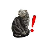 猫野家すたんぷ【日常編】（個別スタンプ：7）