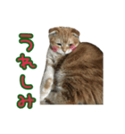 猫野家すたんぷ【日常編】（個別スタンプ：8）