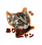 グラビューハート＊保護猫応援＊（個別スタンプ：5）