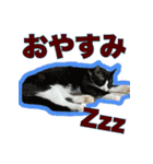 グラビューハート＊保護猫応援＊（個別スタンプ：14）